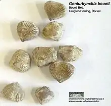 Goniurhynchia boueti découverts sur la Jurassic Coast du Dorset, Grande-Bretagne.