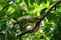 Serpent ratier vert à queue rouge dans les arbres