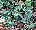 Goodyera oblongifolia - Amérique du Nord