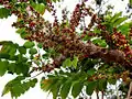 Grappes de fleurs, dans un jardin à Brisbane (Australie).