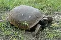 Gopherus polyphemus en Floride