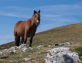 Cheval des montagnes du Pays basque bai près du mont Gorbeia