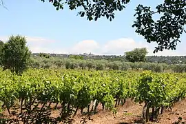 Vignes et oliviers sur le terroir de Gordes.