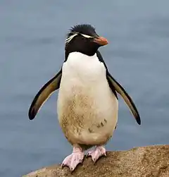 Description de l'image Gorfou sauteur - Rockhopper Penguin.jpg.