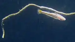 Description de l'image Gorgonian goby (Bryaninops amplus), Waikiki Aquarium.JPG.