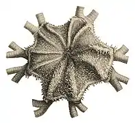 Gorgonocephalus diomedeae (disque central)