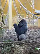 Gorille des plaines.