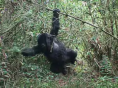 Gorille de l'Est ou Gorilla beringei