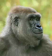 La tête d'un gorille souriant.