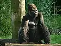 Gorille (Gorilla gorilla, Mammalia, Hominidae, Gorillinae)