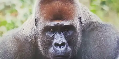 Gorille adulte à dos argenté