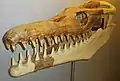 Mandibule reconstitué et reste complet du crâne de Goronyosaurus.
