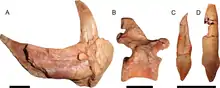 Éléments désarticulés de Gorynychus masyutinae. À gauche, partie antérieure du dentaire droit préservant la canine inférieure. Au centre, possible vertèbre dorsale. À droite, deux incisives isolées, celle de gauche appartenant au même individu que le fragment de dentaire et la vertèbre.