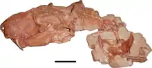 Photo des deux blocs constituant la majorité de l'holotype de Gorynychus masyutinae montré en articulation (le crâne en vue latérale gauche ainsi que des fragments de vertèbres, des côtes et des os des épaules). La barre d'échelle est égale à 5 cm.