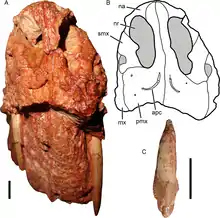 Museau en vue antérieure et dentition de Gorynychus masyutinae. Photographie (à gauche)  et dessin d'interprétation du crâne (en haut à droite) en vue antérieure. En bas à droite, incisive désarticulée trouvée associée au crâne en vue présumée antérieure ou antérolatérale.