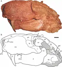 Holotype de Gorynychus masyutinae en vue latérale gauche. Photographie (en haut) et dessin d'interprétation du crâne (en bas).