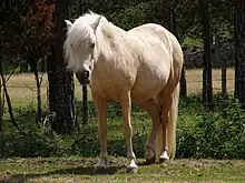 Photo en pied d'un poney