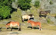 Photo de quatre poneys broutant de l'herbe entre des rocailles