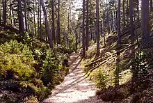 Petit col traversant une dune couverte de forêt de pin