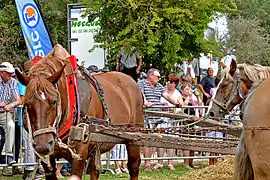 Attelage de chevaux