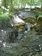 Gouffre de Chez Touchet (Bandiat), dans la forêt de la Braconne, en juin.