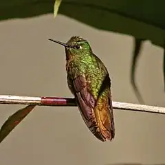 Description de l'image Gould's Jewelfront hummingbird (Heliodoxa aurescens).jpg.