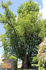 Le chêne de Sully (diamètre: 5,80 m).