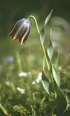 Fritillaria graeca.