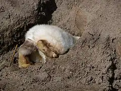Lapin à demi enfoncé dans un trou de terre