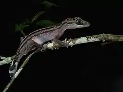 Description de l'image Graceful Madagascar Ground Gecko (Paroedura gracilis), Andasibe, Madagascar.jpg.