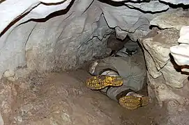 Reptation dans le passage Gradungula, grottes d'Honeycomb Hill (Nouvelle-Zélande).