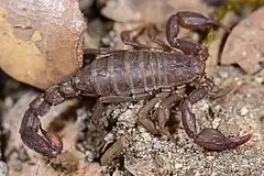 Description de l'image Graemeloweus (Pseudouroctonus) iviei (Scorpiones) (25607598484).jpg.