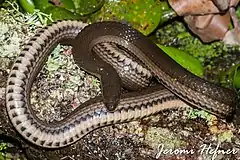 Description de l'image Graham's Crawfish Snake (Regina grahamii).jpg.