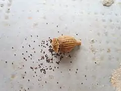 Capsule de coquelicot laissant échapper ses graines.