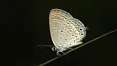 Description de l'image Gram blue butterfly-Euchrysops cnejus.jpg.