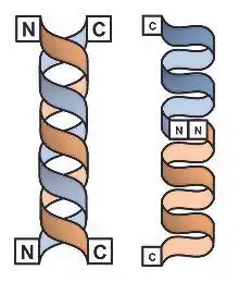 formes en double hélice et simple hélice dimérique de la gramicidine D