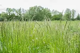 Graminées dans la prairie.