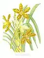 Grammatophyllum speciosum