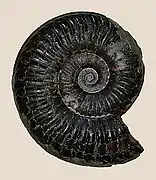 Grammoceras thouarcense (Ammonitida).