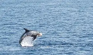 Dauphin de Risso sautant hors de l'eau.