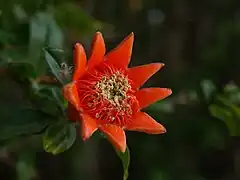 Fleur mâle de grenadier.
