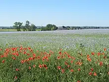 Photo d'un champ de coquelicots sous un ciel bleu