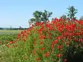 Le tertre aux coquelicots