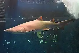 Requin-taureau (Carcharias taurus)
