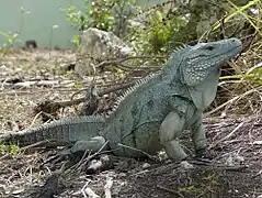 Description de l'image Grand Cayman Blue Iguana.jpg.