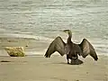 Séchant ses ailes, en Camargue, France.