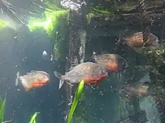 Piranhas rouges