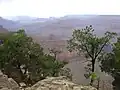 Arbres surplombant le Grand Canyon