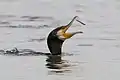 Grand cormoran. Lac de Tunis (site Ramsar et ZICO ), au sud. Mars 2018.