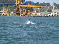 Un grand dauphin dans le port.